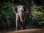 Asian_Elephant