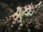 Blue_Ringed_Octopus