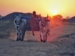 Bullocks are pushed to their maximum speed with painfully sharp rods and pointed sticks.