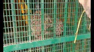 A leopard captured from near Munshigarh village under Majhgain range of Dudhwa buffer zone on Friday. (HT Photo)