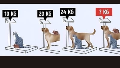 How fast can you crack this weight puzzle? (Screengrab Facebook/@Pets TV) How fast can you crack this weight puzzle? (Screengrab Facebook/@Pets TV)