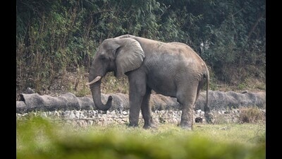 New Delhi, India – January 04, 2022: African elephant Shankar at Delhi Zoo, in New Delhi, India, on Tuesday, January 04, 2022. (Photo by Arvind Yadav / Hindustan Times) (Hindustan Times) New Delhi, India – January 04, 2022: African elephant Shankar at Delhi Zoo, in New Delhi, India, on Tuesday, January 04, 2022. (Photo by Arvind Yadav / Hindustan Times) (Hindustan Times)