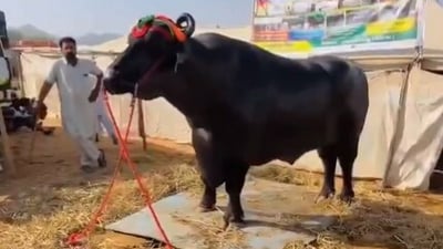 A buffalo from Haryana, valued at ₹23 crore, gained fame at agricultural fairs across India. (X/@younishpthn) A buffalo from Haryana, valued at ₹23 crore, gained fame at agricultural fairs across India. (X/@younishpthn)