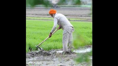 The Green Revolution, which transformed India’s agricultural landscape, was driven by the tireless efforts of Punjab’s farmers. Similarly, during the wars of 1948, 1965, and 1971, the state played a crucial role in safeguarding India’s borders, with a strong presence of Punjabi soldiers along the 554-km Indo-Pakistani border. (HT File) The Green Revolution, which transformed India’s agricultural landscape, was driven by the tireless efforts of Punjab’s farmers. Similarly, during the wars of 1948, 1965, and 1971, the state played a crucial role in safeguarding India’s borders, with a strong presence of Punjabi soldiers along the 554-km Indo-Pakistani border. (HT File)