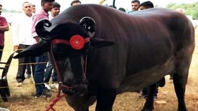 Anmol, a giant 1500 kg buffalo from Haryana (Photo - X) Anmol, a giant 1500 kg buffalo from Haryana (Photo - X)