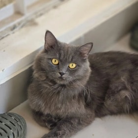 Coal is beautiful, snuggle-bug feline. Coal is beautiful, snuggle-bug feline.