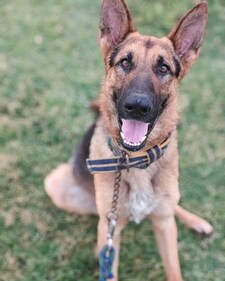Handsome Diesel is an energetic two-year-old German Shepherd. Handsome Diesel is an energetic two-year-old German Shepherd.