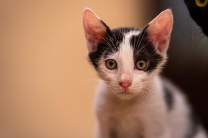 Muppet is a dapper young boy who longs for an affectionate, loving home. Muppet is a dapper young boy who longs for an affectionate, loving home.