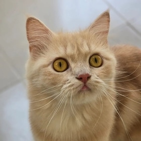 Sparkle is a feisty catto who loves chasing aluminum balls. Sparkle is a feisty catto who loves chasing aluminum balls.