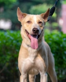 Zorro is a loyal indie with a golden heart! Zorro is a loyal indie with a golden heart!