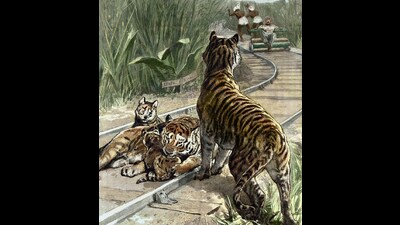 ‘An Unexpected Danger’ by the artist, Charles Edwin Fripp, 1890. (COLOURISATION & IMAGE RESTORATION BY PHILIP THORNTON) ‘An Unexpected Danger’ by the artist, Charles Edwin Fripp, 1890. (COLOURISATION & IMAGE RESTORATION BY PHILIP THORNTON)