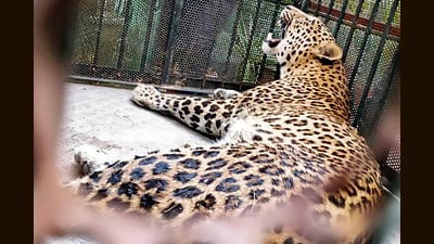 According to man-animal conflict data, three of the eight fatalities in Pune district this year since March have been reported from Shirur. (HT PHOTO) According to man-animal conflict data, three of the eight fatalities in Pune district this year since March have been reported from Shirur. (HT PHOTO)