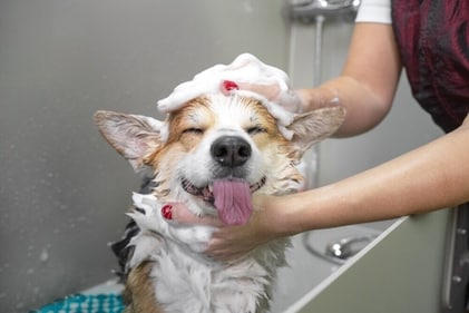 Don't miss out bathing your dog. (Shutterstock)
