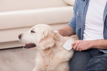 Brushing the dog's coat helps in de-tangling the fur. (Shutterstock)