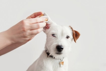 Clean ears to get rid of wax build-ups. (Shutterstock)