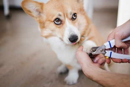 Assure your dog with warm smiles while your trim their nails. (Shutterstock)