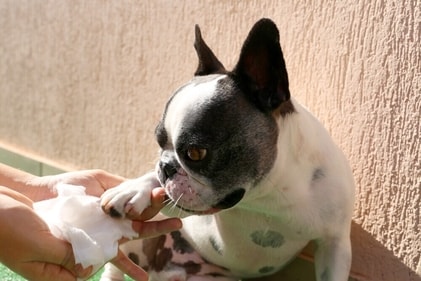 It's important to clean the paw after a walk outdoors. (Shutterstock)