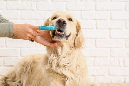 Oral health of dogs should not be ignored. (Shutterstock)