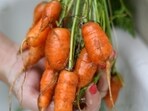 Outbreak of E. coli has infected dozens of people who ate bagged organic carrots.