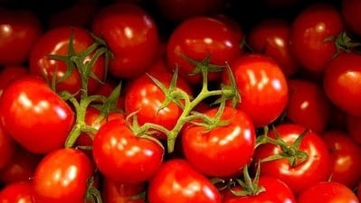 Improved supply leads to 22% drop in tomato prices, Delhi mandi sees nearly 50% decline. (HT Photo) Improved supply leads to 22% drop in tomato prices, Delhi mandi sees nearly 50% decline. (HT Photo)
