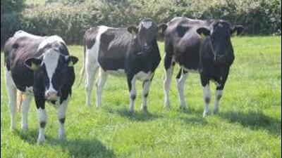 Milk production of around 13,000 Holstein Friesian cows will be recorded in 90 villages across three districts including Ludhiana, Moga and Fatehgarh Sahib (HT File) Milk production of around 13,000 Holstein Friesian cows will be recorded in 90 villages across three districts including Ludhiana, Moga and Fatehgarh Sahib (HT File)
