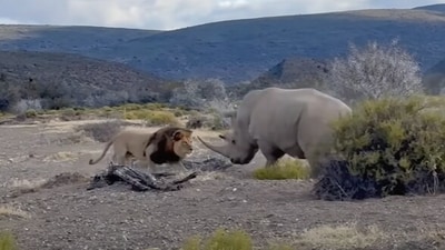 Lions learned the hard way when they faced off with a rhino during a safari encounter. (YouTube/Latest Sightings) Lions learned the hard way when they faced off with a rhino during a safari encounter. (YouTube/Latest Sightings)