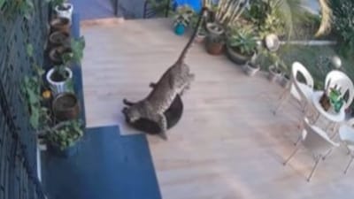 Leopard attacked a dog in Rajasthan’s Mount Abu; CCTV footage of the incident went viral. (Instagram/@mountabu_blog) Leopard attacked a dog in Rajasthan’s Mount Abu; CCTV footage of the incident went viral. (Instagram/@mountabu_blog)