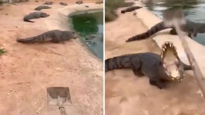 The undated clip opens with the man pointing his shovel at the crocodiles who are seen lining the edge of an artificial body of water. (X/@AMAZlNGNATURE)