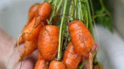 Outbreak of E. coli has infected dozens of people who ate bagged organic carrots. Outbreak of E. coli has infected dozens of people who ate bagged organic carrots.