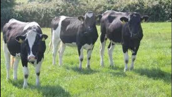 Milk production of around 13,000 Holstein Friesian cows will be recorded in 90 villages across three districts including Ludhiana, Moga and Fatehgarh Sahib (HT File)