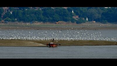Migratory birds at the Sangam in Prayagraj. (HT Photo) Migratory birds at the Sangam in Prayagraj. (HT Photo)