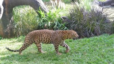 The forest official said that 30 member leopard task force has been pressed into service to catch the animal as soon as possible. (HT) The forest official said that 30 member leopard task force has been pressed into service to catch the animal as soon as possible. (HT)