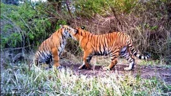 Chhattisgarh is now home to four Tiger Reserves (Representational image)