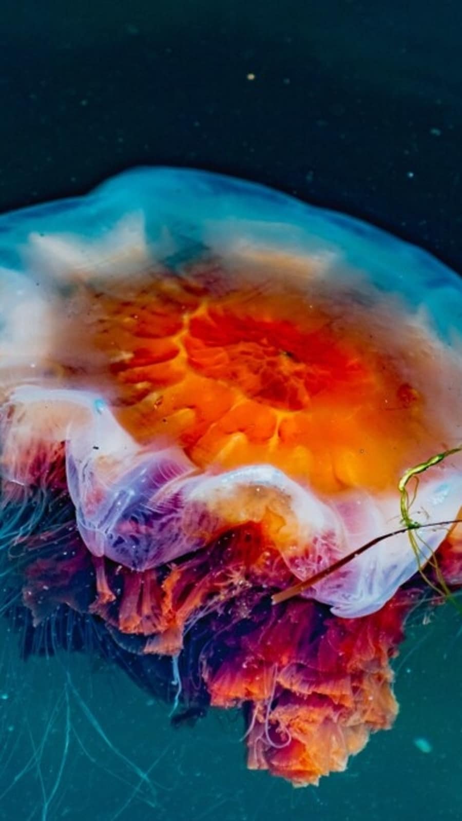 jellyfish3673