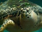 Hawksbill_Sea_Turtle
