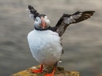 Puffin