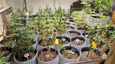Chandrashekar, booked by Bengaluru Police for cultivating a commercial quantity of ganja, requested the case be quashed. He claimed the plants might have grown naturally through pollination since the backyard was left unattended.. (Pic for representation) Chandrashekar, booked by Bengaluru Police for cultivating a commercial quantity of ganja, requested the case be quashed. He claimed the plants might have grown naturally through pollination since the backyard was left unattended.. (Pic for representation)