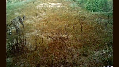The leopard was spotted in camera trap in the sanctuary’s Kansal area on November 17, a first in over three years. (Source: Chandigarh department of forests and wildlife) The leopard was spotted in camera trap in the sanctuary’s Kansal area on November 17, a first in over three years. (Source: Chandigarh department of forests and wildlife)