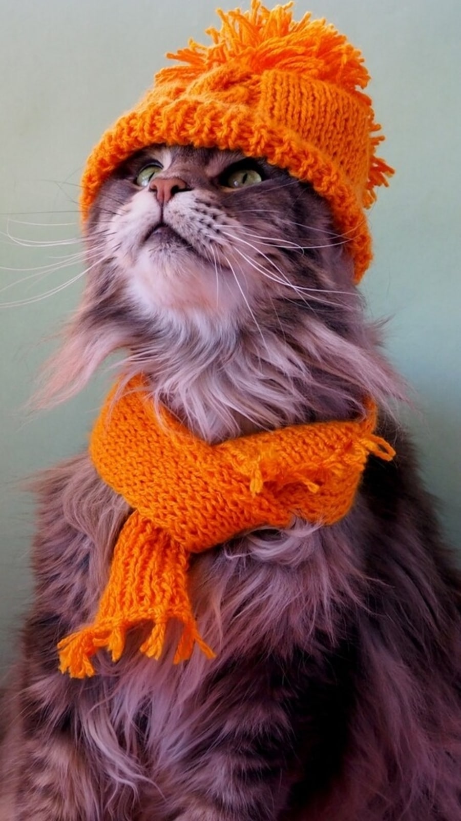 cattttooo