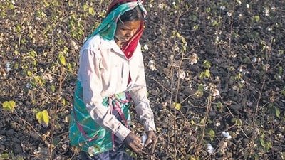 A cotton farmer in Yavatmal district. (Pratik Chorge/HT PHOTO) A cotton farmer in Yavatmal district. (Pratik Chorge/HT PHOTO)
