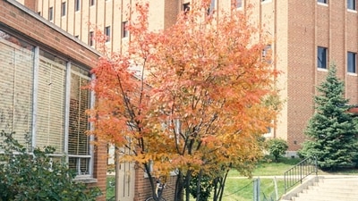 Serviceberry tree is essential for pollinators and produces edible fruit, enhancing garden biodiversity. (Richard Webb/Bugwood.org via AP) Serviceberry tree is essential for pollinators and produces edible fruit, enhancing garden biodiversity. (Richard Webb/Bugwood.org via AP)