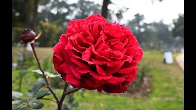 The park will host a rose festival aimed at connecting children and young people with the garden’s diverse flora (File photo)