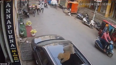 The video of the monkey's frightening fall has gone viral on social media. (X/@GaurangBhardwa1) The video of the monkey's frightening fall has gone viral on social media. (X/@GaurangBhardwa1)