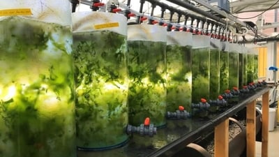 Seaweed, such as sea lettuce, is grown in tanks containing water that was previously used in the seafood industry. Through this cultivation, they take up nutrients that would otherwise have been discarded. (Credit: Sophie Steinhagen) Seaweed, such as sea lettuce, is grown in tanks containing water that was previously used in the seafood industry. Through this cultivation, they take up nutrients that would otherwise have been discarded. (Credit: Sophie Steinhagen)