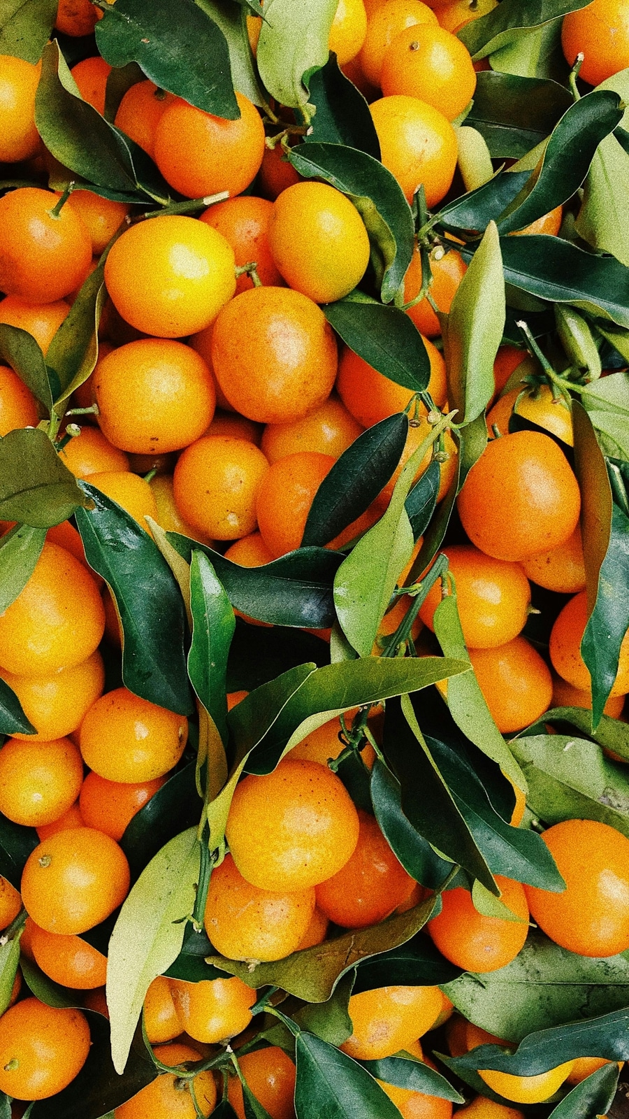 6 must-try fruits for the winter months | Hindustan Times
