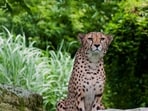 Cheetah Cheetah