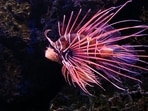 Lionfish