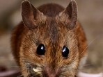 Mice
