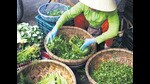 Vietnamese seasoning hits different. Don’t forget to stock up on bottled herbs to take back home. (ADOBE STOCK)