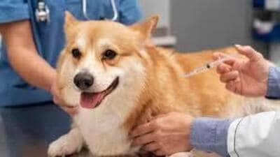 Bhandari stated that these veterinary officers had been absent from duty for the past three to five years. (HT Photo)